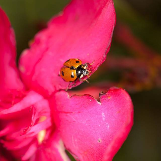 Hippodamia undecimnotata - Adulte (Bioline Agrosciences)